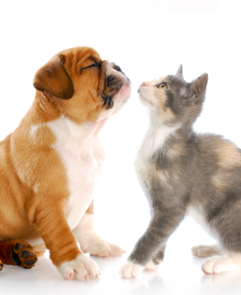 Advanced Veterinary Care Dogs Cats emergency blaine Advanced Veterinary Care Dogs Cats emergency blaine