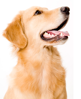 Advanced Veterinary Care Clinic Dogs/Cats Reviews Blaine Advanced Veterinary Care Clinic Dogs/Cats Reviews Blaine